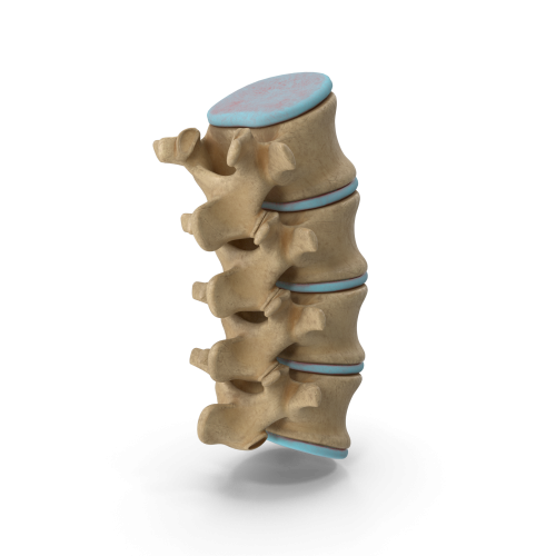 Grafik von Teil der Wirbelsäule